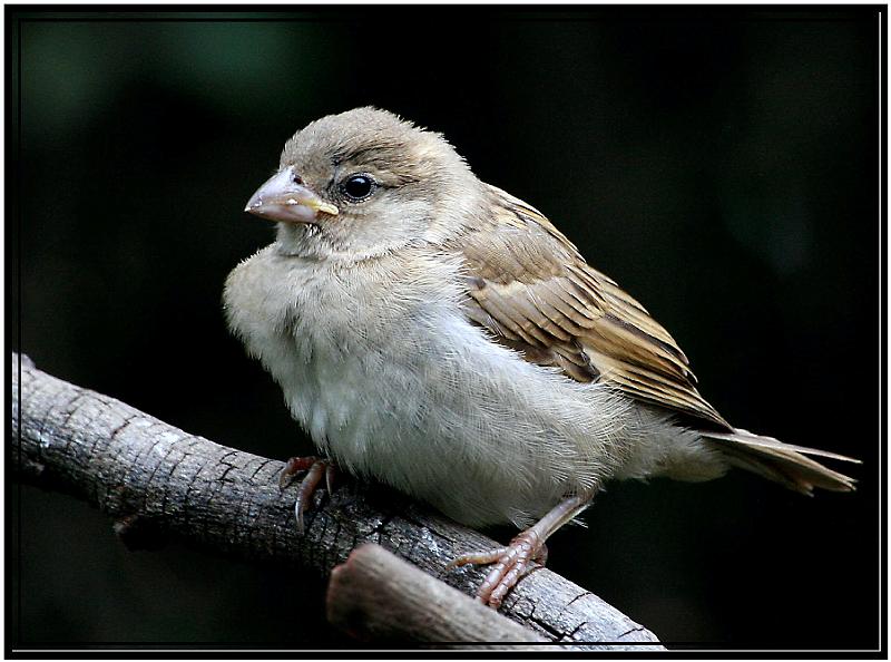 Baba mossie.jpg - Jong mossie